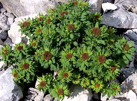 Rhodiola rosea